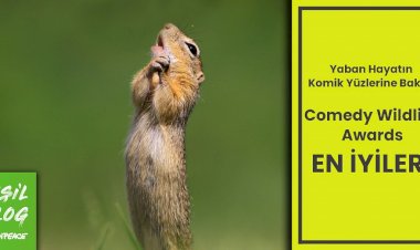 Yeşil Blog: Yaban hayatın komik yüzleri
