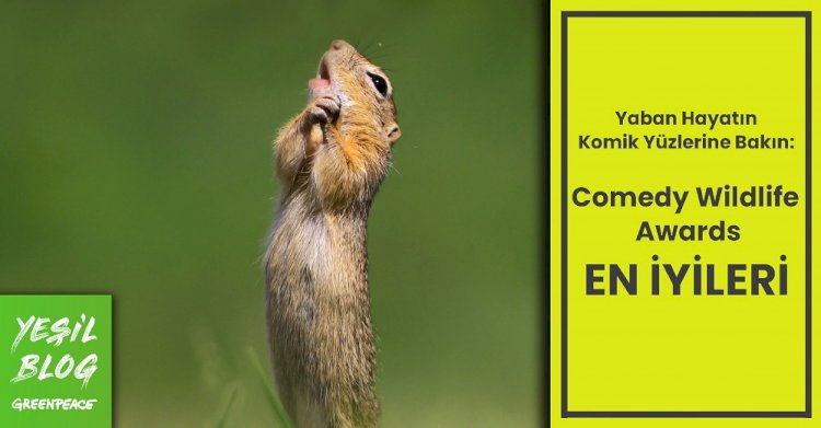 Yeşil Blog: Yaban hayatın komik yüzleri