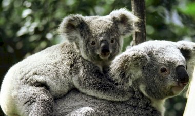 Vahşi Avustralya: Hayatta Kalma Savaşı National Geographic WILD Ekranlarında