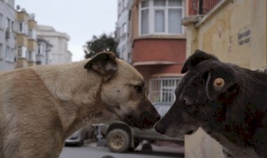 ZEYTİN VE ARKADAŞLARININ GÖZÜNDEN BAMBAŞKA BİR İSTANBUL