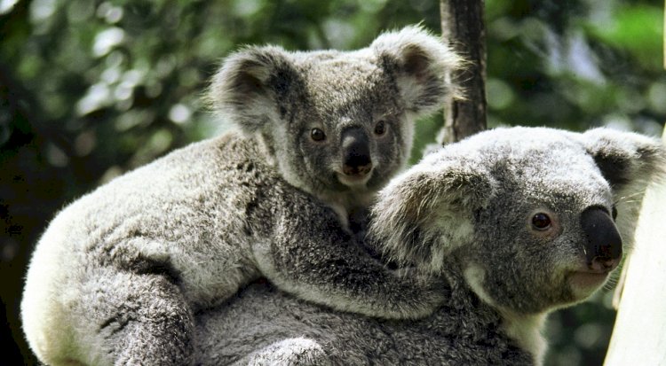Vahşi Avustralya: Hayatta Kalma Savaşı National Geographic WILD Ekranlarında