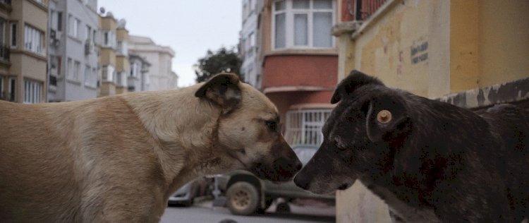 ZEYTİN VE ARKADAŞLARININ GÖZÜNDEN BAMBAŞKA BİR İSTANBUL