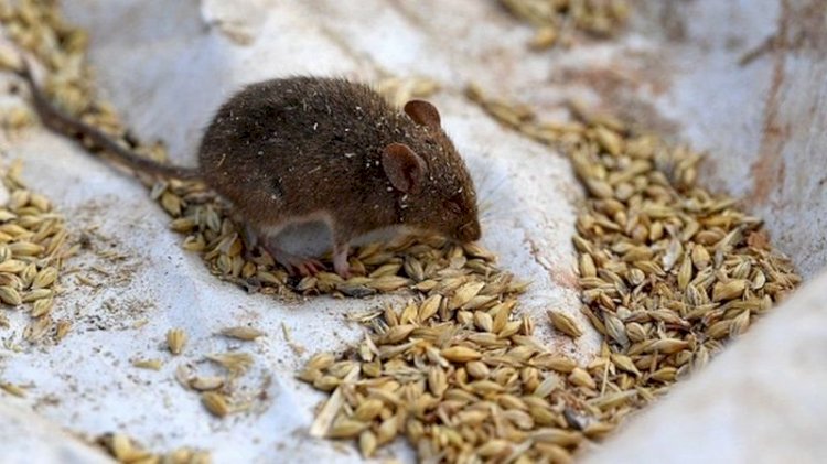 Avustralya'da fare istilası yüzünden mahkumlar başka cezaevlerine nakledildi