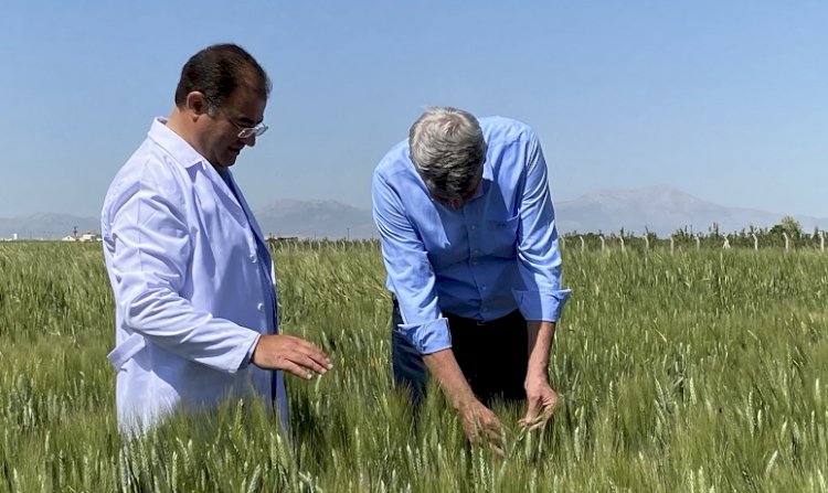 2 bin yıllık Ahmet Buğdayı dünya sofralarıyla buluşacak