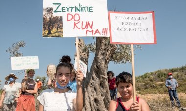 Asırlık Zeytin Ağaçları Yaşam Mücadelesi Veriyor