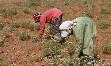 Kekik Cenneti Türkiye’den 69 milyon dolarlık ihracat