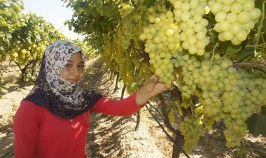 Diyabet hastalarının gözdesi erkenci Superior Seedless Çeşidi Sofralık Üzüm ihracat yolcusu