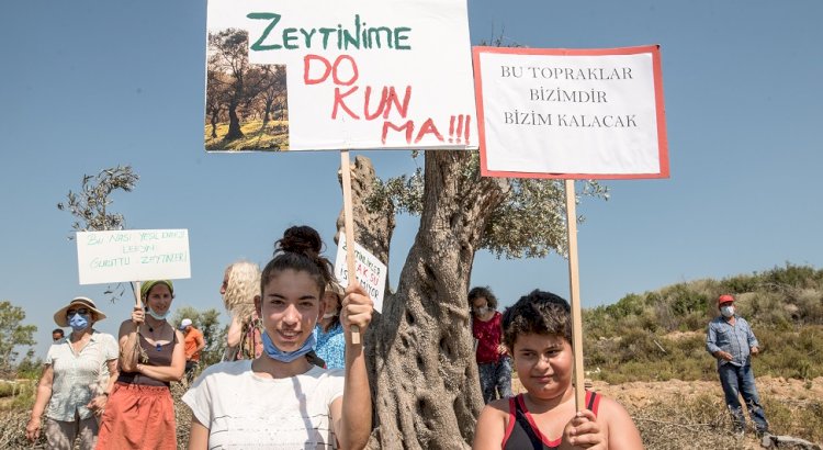 Asırlık Zeytin Ağaçları Yaşam Mücadelesi Veriyor