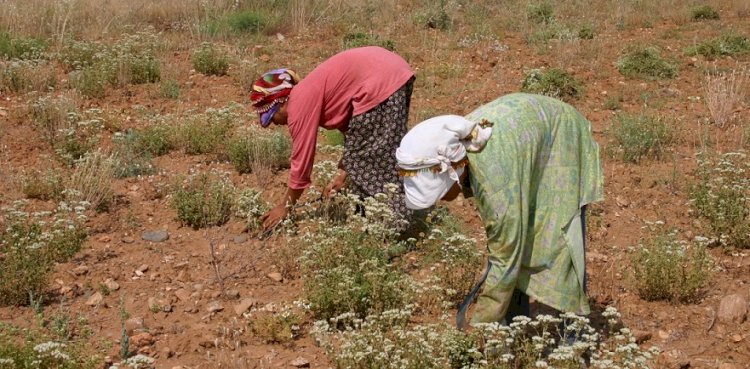 Kekik Cenneti Türkiye’den 69 milyon dolarlık ihracat