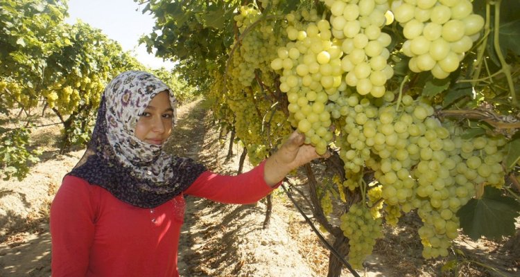 Diyabet hastalarının gözdesi erkenci Superior Seedless Çeşidi Sofralık Üzüm ihracat yolcusu