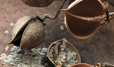 Lalehan Uysal’ın tohum fotoğrafları sergisi Yapı Kredi bomontiada Galeri’de