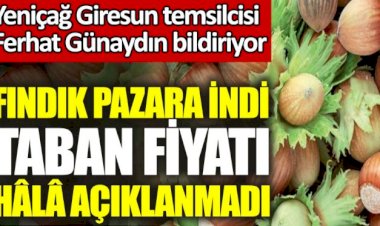 Fındık pazara indi taban fiyatı hâlâ açıklanmadı