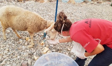 AKUT, 225 insanın ve yüzlerce hayvanın kurtarılmasına destek oldu