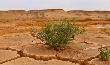 IPCC Uyardı: “İklim Değişikliğini Sınırlandırmak İçin Derhal Harekete Geçilmeli”