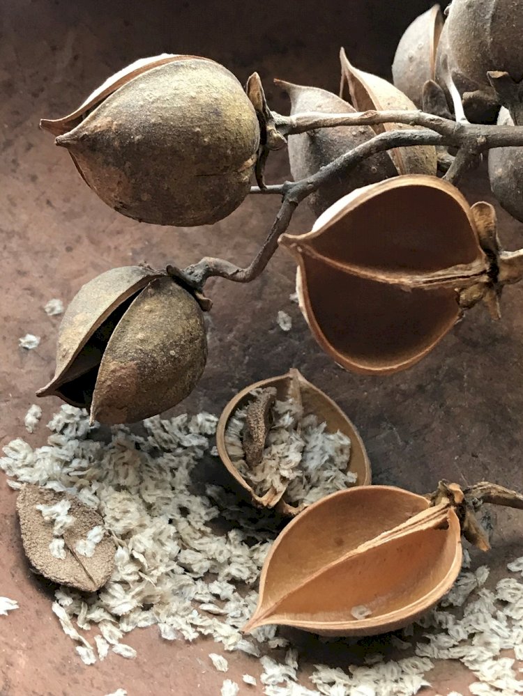 Lalehan Uysal’ın tohum fotoğrafları sergisi Yapı Kredi bomontiada Galeri’de