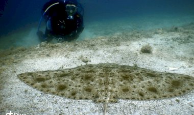 ÇEŞME’DE SUALTININ BÜYÜLÜ DÜNYASINI KEŞFETMENİN TAM DA ZAMANI