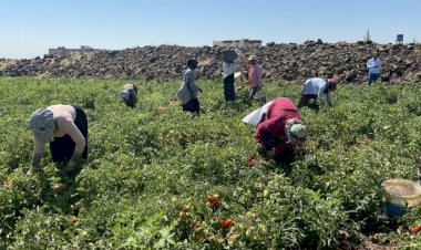Çiftçi sayısındaki yıllık düşüş 300 bini bulabilir