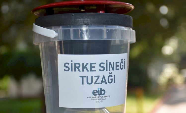 Rekolte kaybını önlemek için Akdeniz Meyve Sineği ile bölgesel mücadele çağrısı