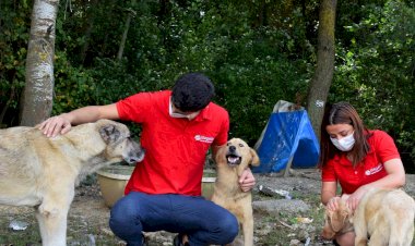 istegelsin’den sokaktaki patili dostlarımıza destek