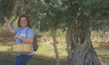 2021-2022 dönemi zeytin hasadı başlıyor