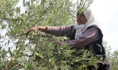 Sofralık zeytin ihracatı 150 milyon doları aştı