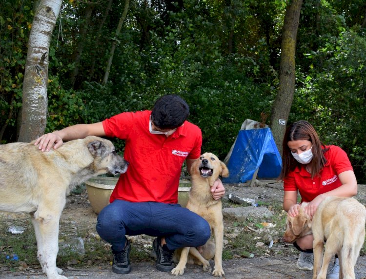 istegelsin’den sokaktaki patili dostlarımıza destek