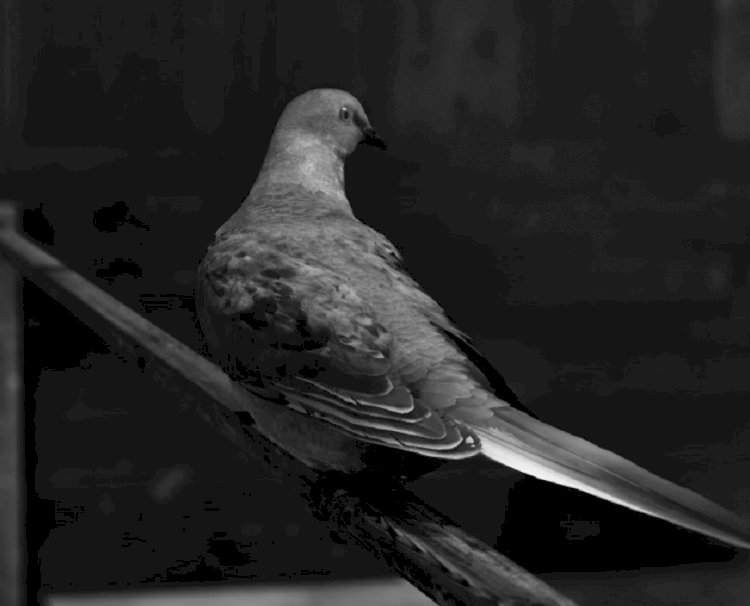 Borusan Contemporary, Yeni Yapıtlarla 212 Photography Istanbul’da