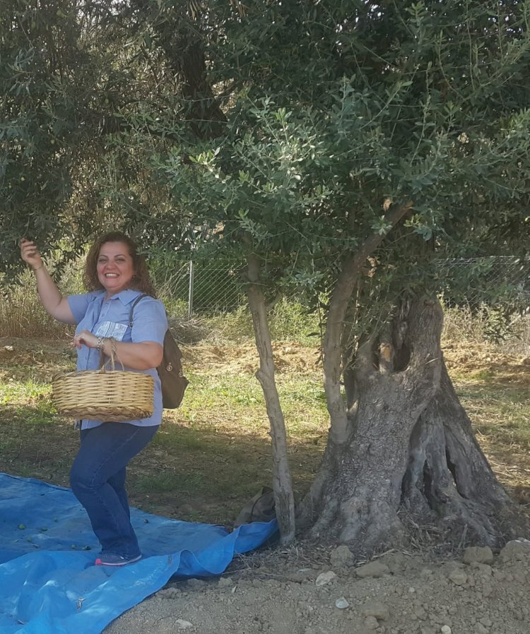 2021-2022 dönemi zeytin hasadı başlıyor