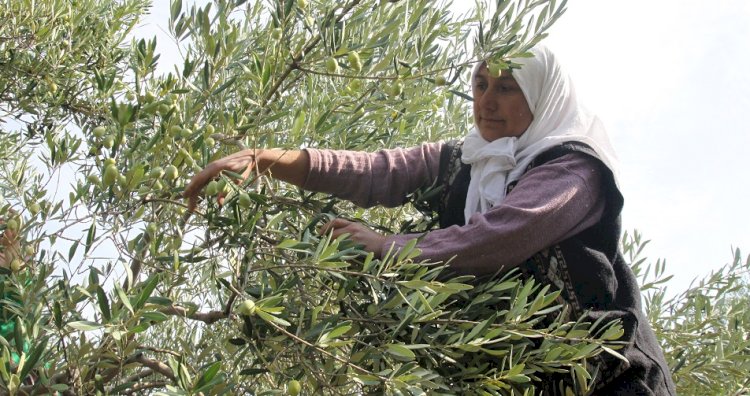 Sofralık zeytin ihracatı 150 milyon doları aştı