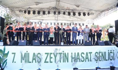 7. Milas Zeytin Hasat Şenliği Coşkuyla Geçti