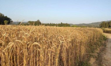 Un fabrikaları Rusya’ya taşınıyor