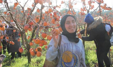 Trabzon hurması ihtiyaç sahipleri için hasat edildi