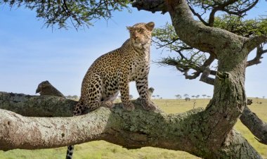 BBC Earth ile İzlanda’nın Bilinmeyenlerine Yolculuk