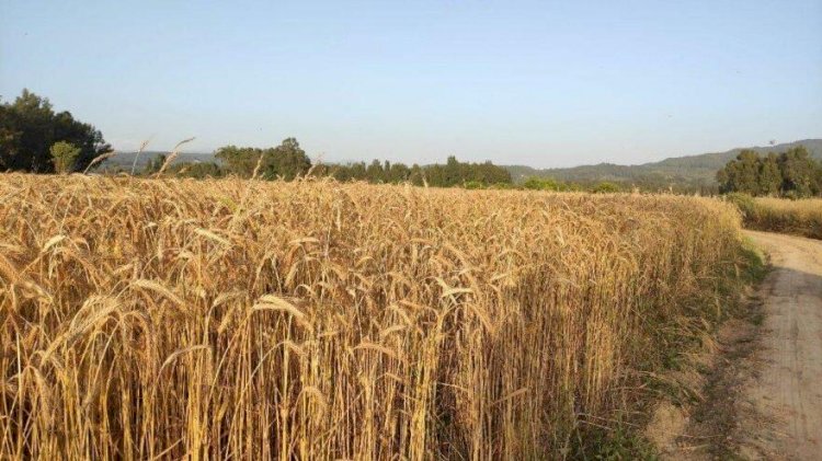 Un fabrikaları Rusya’ya taşınıyor