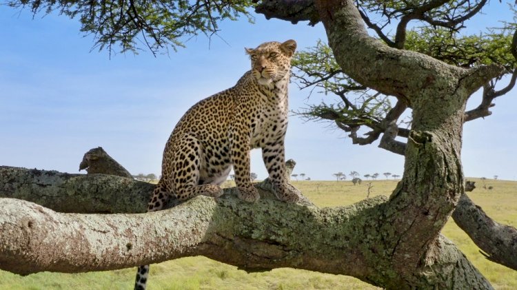 BBC Earth ile İzlanda’nın Bilinmeyenlerine Yolculuk