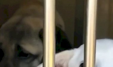 Beykoz Belediyesi ormanlık alana bir kamyon dolusu köpek götürdü