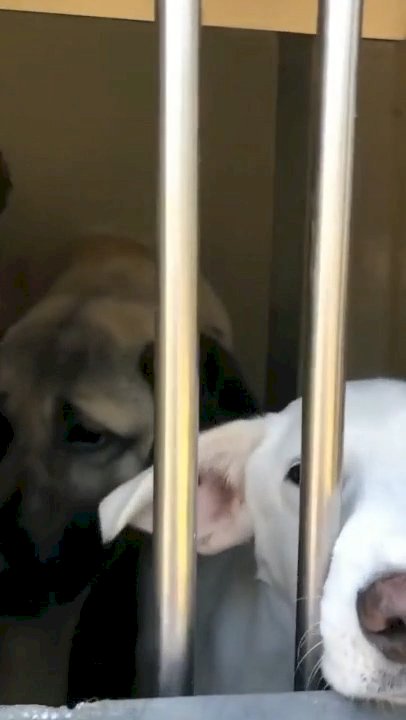 Beykoz Belediyesi ormanlık alana bir kamyon dolusu köpek götürdü