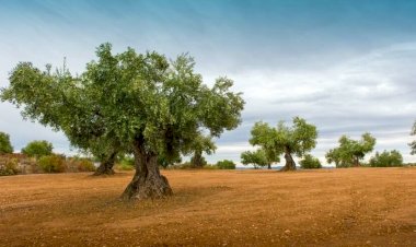 Zeytin ağaçlarına ahlaksız katliam