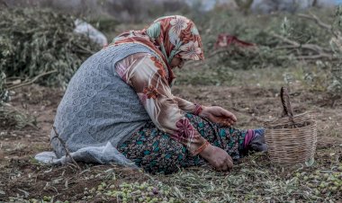 350 bin kişi ölmez ağaç için imza verdi: Zeytinime Dokunma