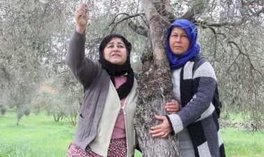 Zeytin ağacına sarılan yurttaş: