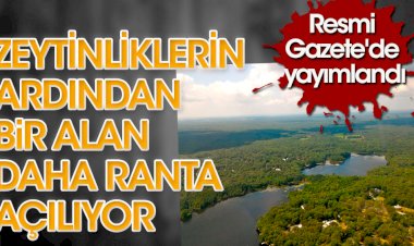 Zeytinliklerin ardından bir alan daha ranta açılıyor