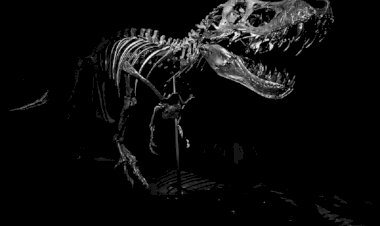 Şimdiye Kadar Satılan En Pahalı T. rex Fosili, Sonunda Bulundu