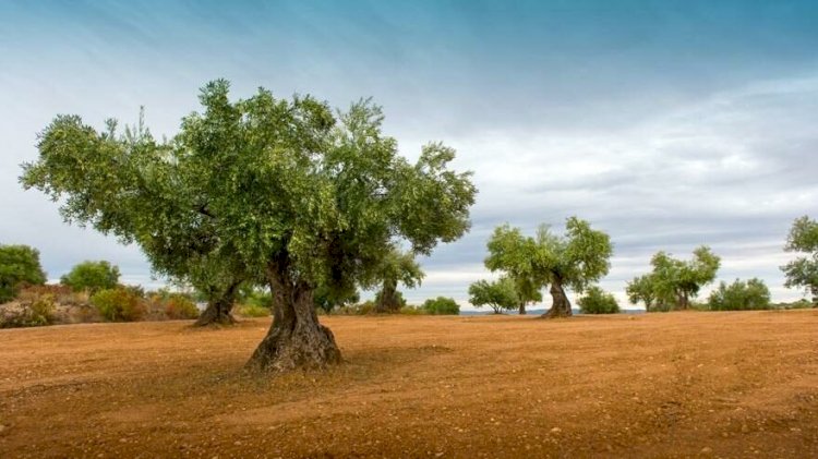 Zeytin ağaçlarına ahlaksız katliam