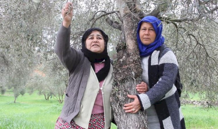 Zeytin ağacına sarılan yurttaş: