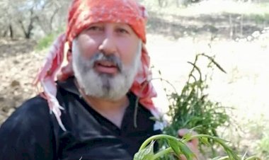 ACI OT (Kuzey Egede)  SARMAŞIK OTU (Kıyı Egede) AVRANOZ (Güney Ege - Akdeniz- Akseki)