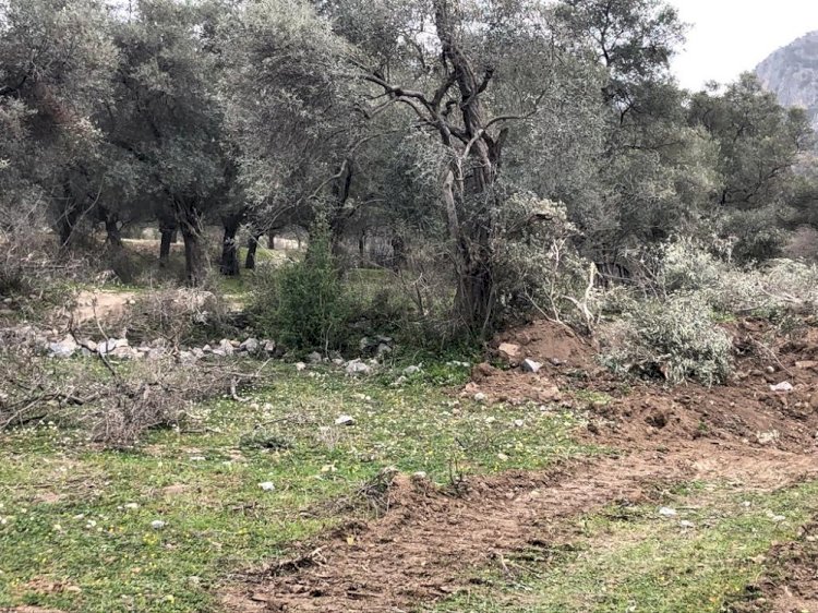 500.000 Kişi Ölmez Ağaç İçin Tek Ses Oldu: “Zeytinime Dokunma!”