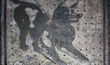 Kurt DNA’sı, Modern Köpeklerin İki Kökeni Olduğunu Gösteriyor