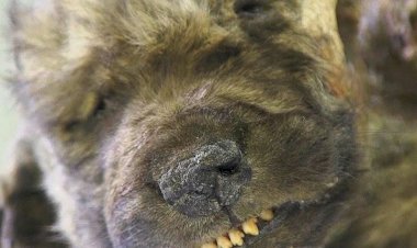 18.000 Yıllık Hayvanın Köpek Değil Kurt Olduğu Anlaşıldı