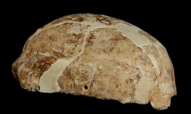 Antik DNA, Yerli Amerikalıların Asya Köklerini Gösteriyor
