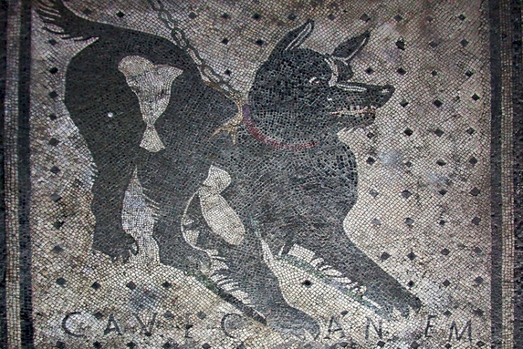 Kurt DNA’sı, Modern Köpeklerin İki Kökeni Olduğunu Gösteriyor